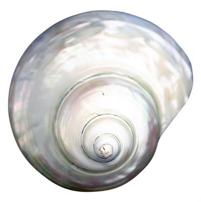 Linkasink D212 - White Shell Drain